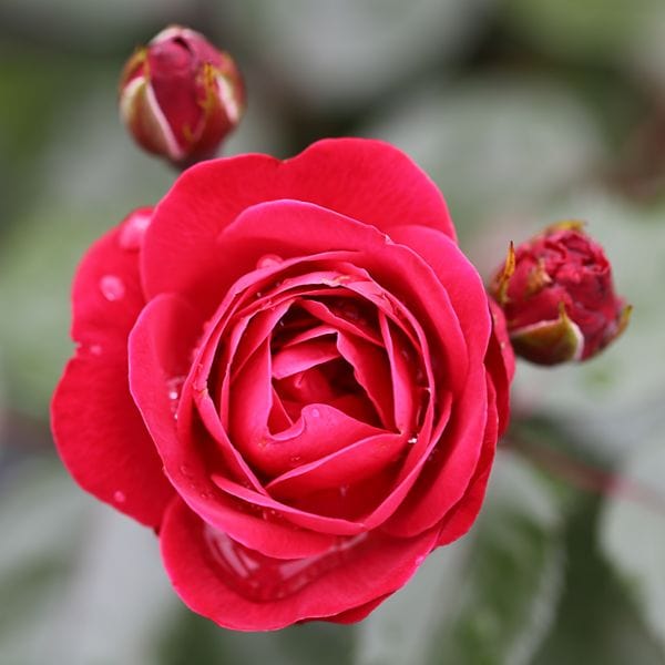 1 Bare Root Plant Rose Precious Ruby (Floribunda) Bare Root Plants
