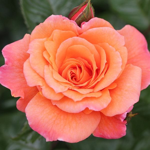 1 Bare Root Plant Rose Scent From Heaven (Climbing) Bare Root Plants