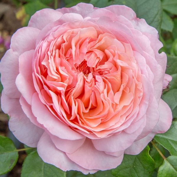 1 Bare Root Plant Rose Sweet Romantica (Hybrid Tea) Bare Root Plants