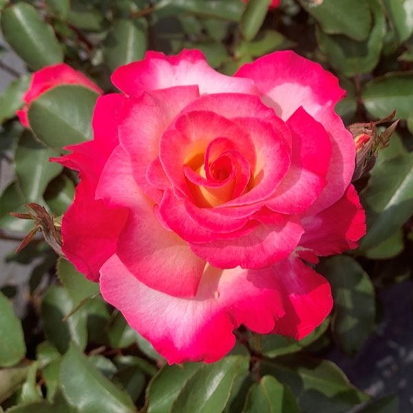 1 Bare Root Plant Rose You're My Everything (Hybrid Tea) Bare Root Plants