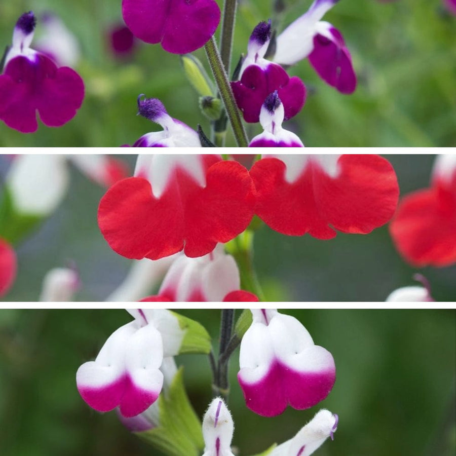 1 plant each of 3 varieties Salvia Lips Collection