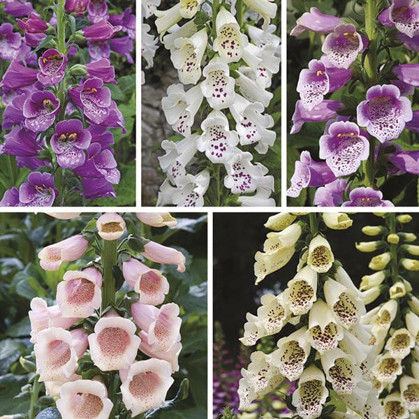 1 plant each of 5 varieties Digitalis Dalmatian Collection