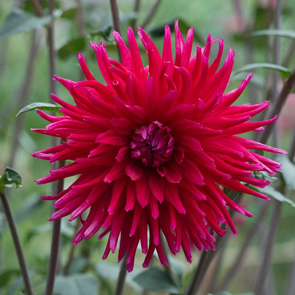 1 tuber Dahlia Acapulco