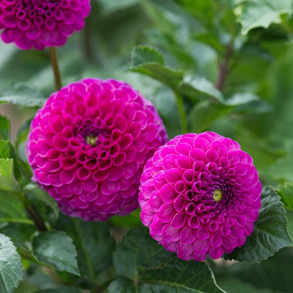 1 tuber Dahlia Addison June