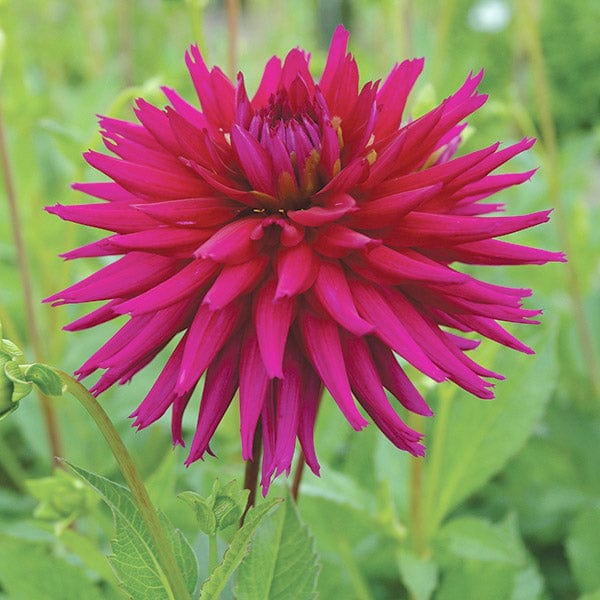 1 tuber Dahlia Ambition