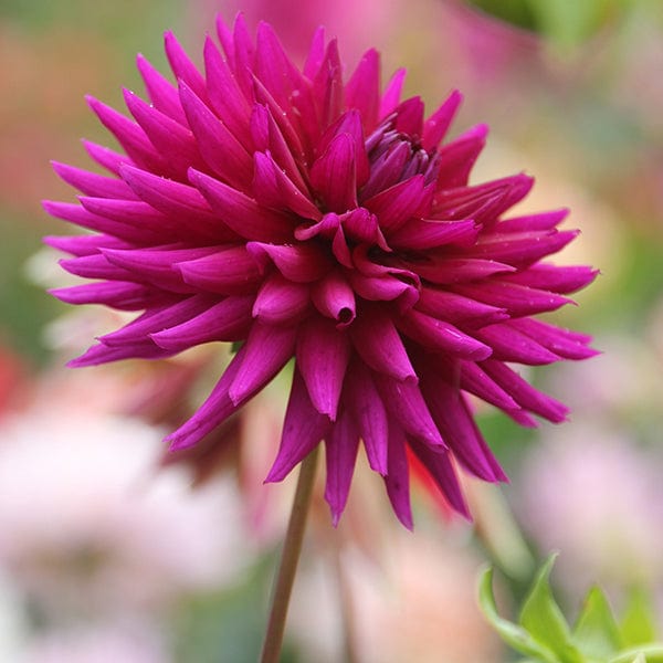 1 tuber Dahlia Ambition