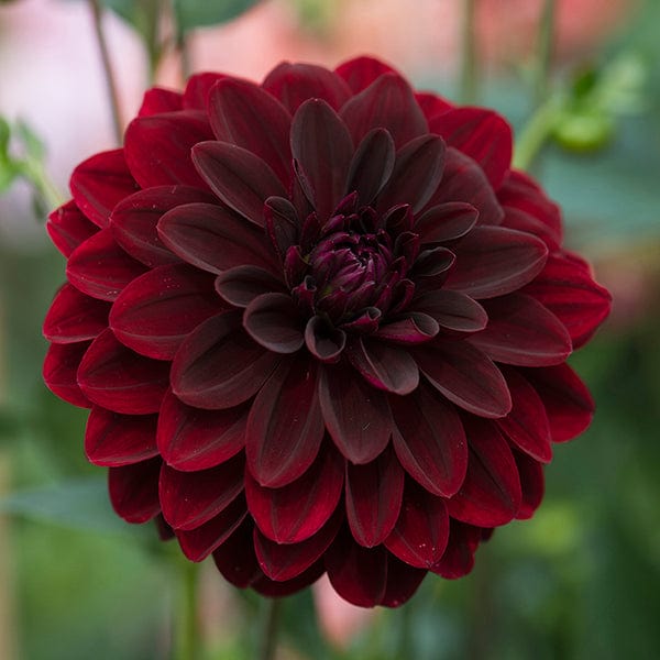 1 tuber Dahlia Arabian Night