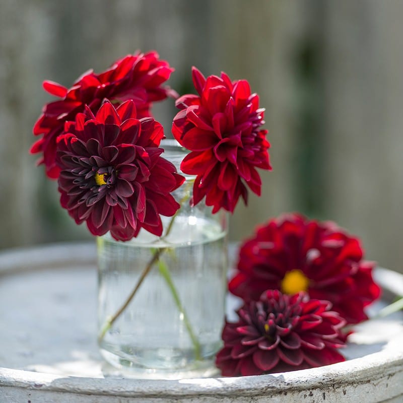 1 tuber Dahlia Arabian Night