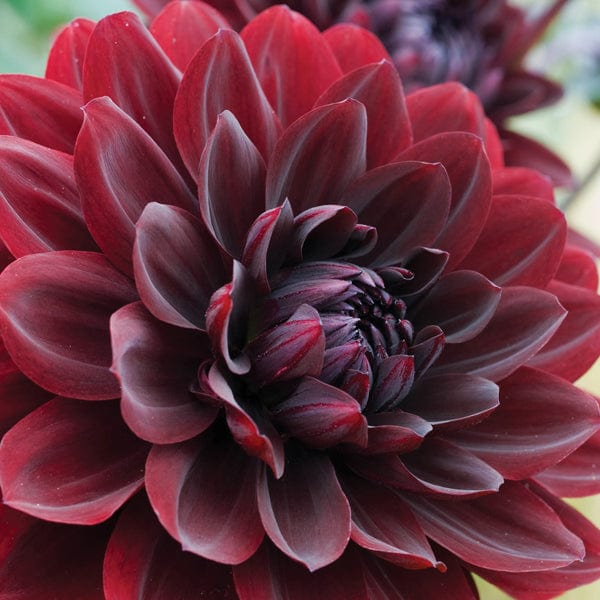 1 tuber Dahlia Arabian Night