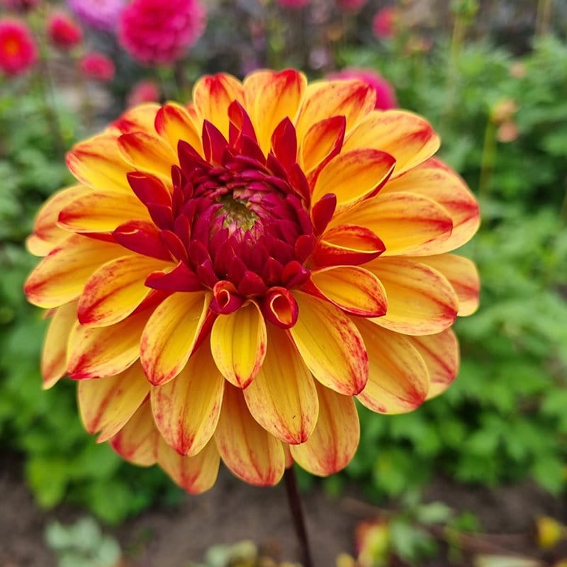 1 tuber Dahlia Autumn Pumpkin