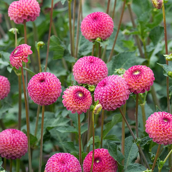 1 tuber Dahlia Burlesca