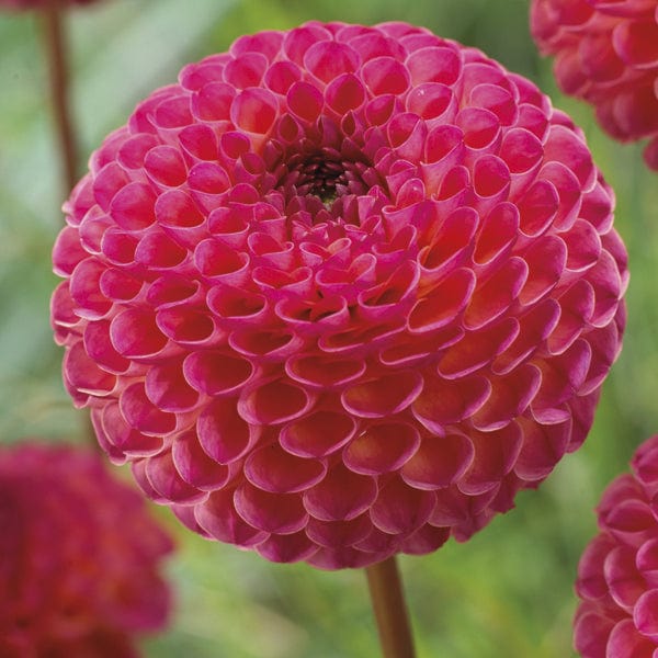 1 tuber Dahlia Burlesca