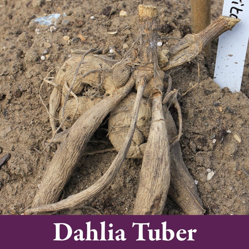 1 tuber Dahlia Café au Lait