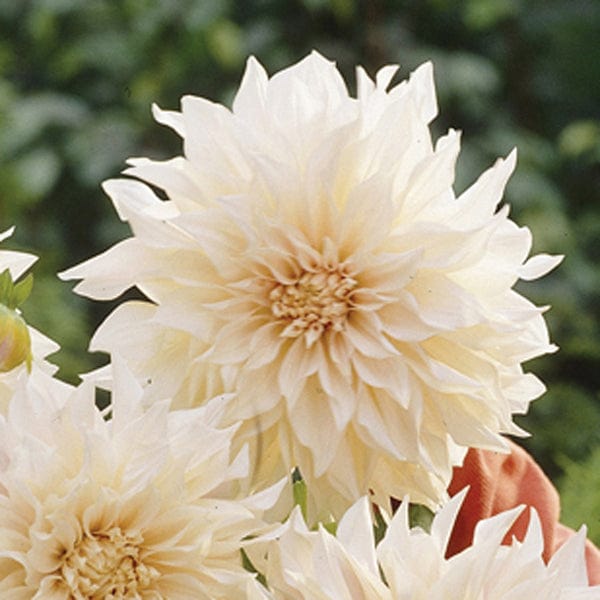 1 tuber Dahlia Café au Lait