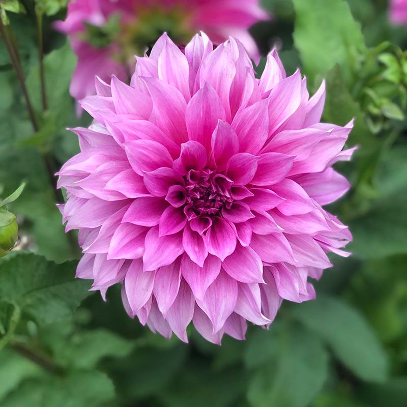 1 tuber Dahlia Cafe au Lait Rose