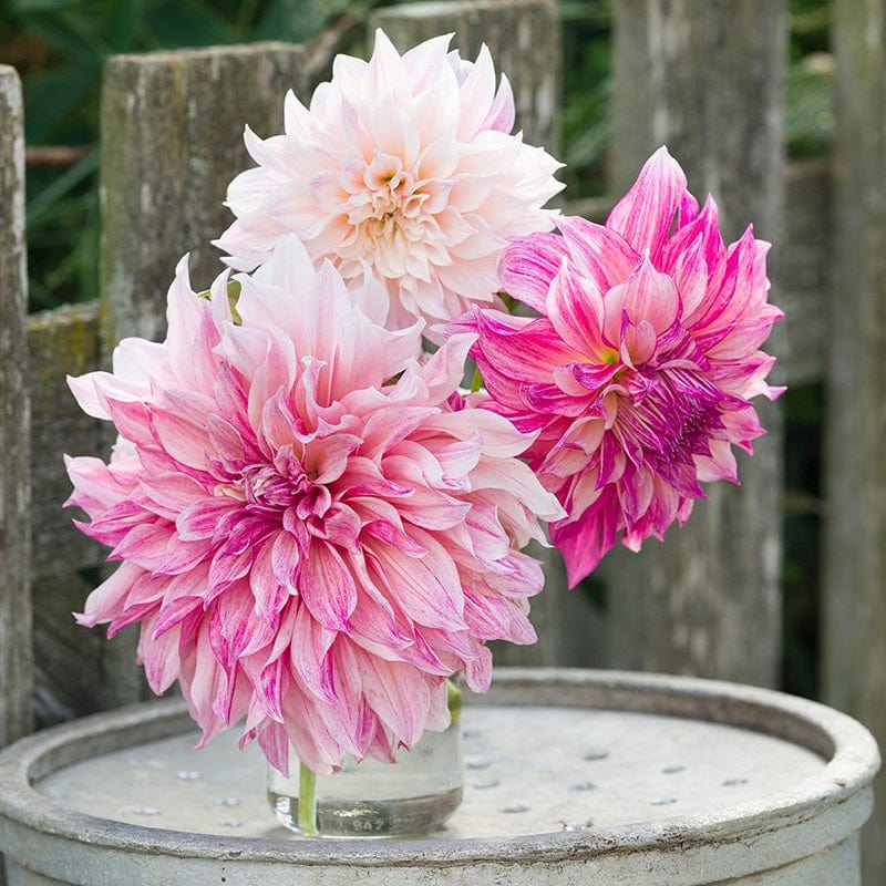 1 tuber Dahlia Cafe au Lait Royal