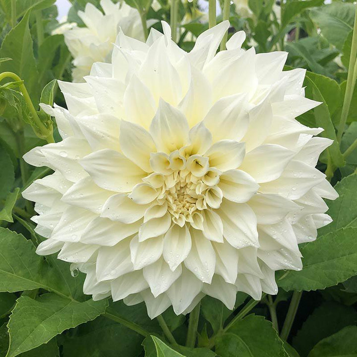 1 tuber Dahlia Cafe au Lait Supreme