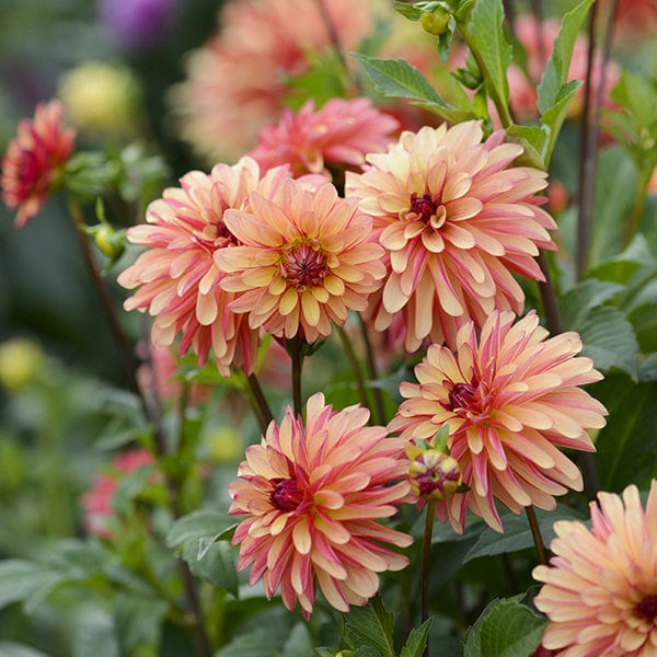 1 tuber Dahlia Crazy Legs