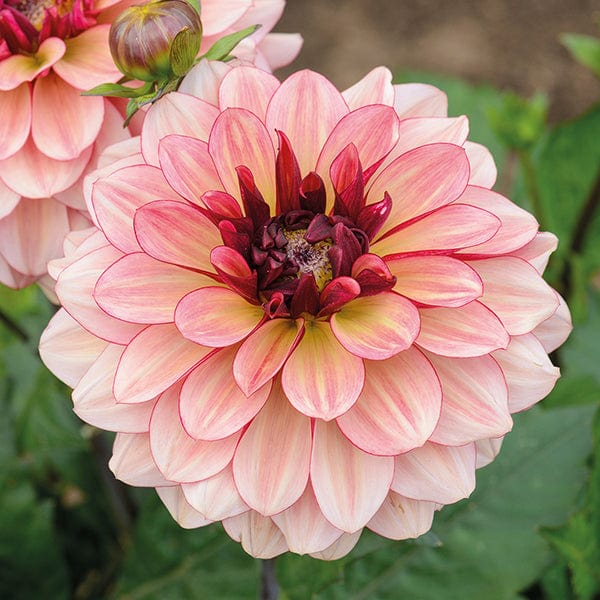 1 tuber Dahlia Crème de Cognac