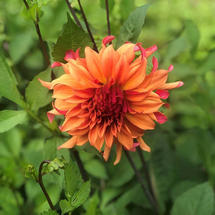 1 tuber Dahlia Erpeler Ley