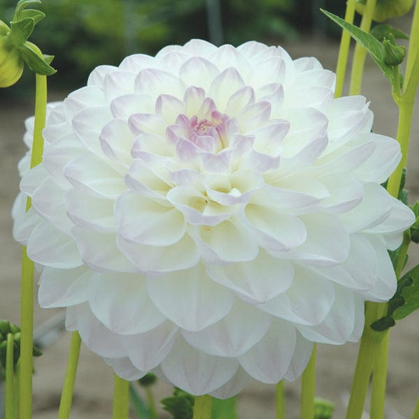 1 tuber Dahlia Eveline