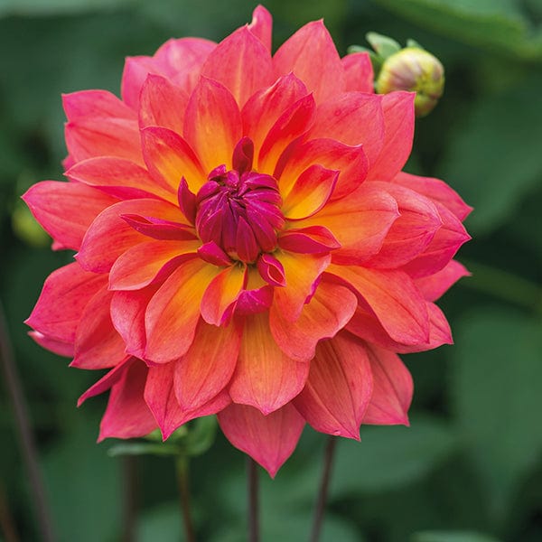 1 tuber Dahlia Firepot