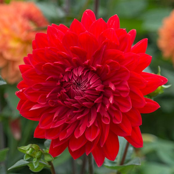 1 tuber Dahlia Garden Wonder