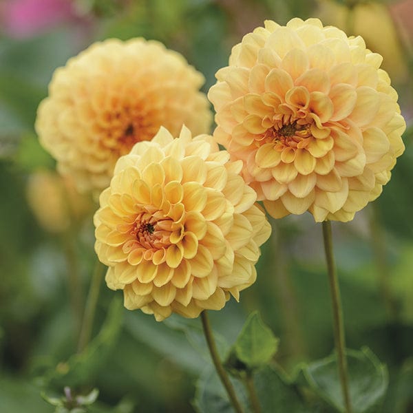 1 tuber Dahlia Graceland