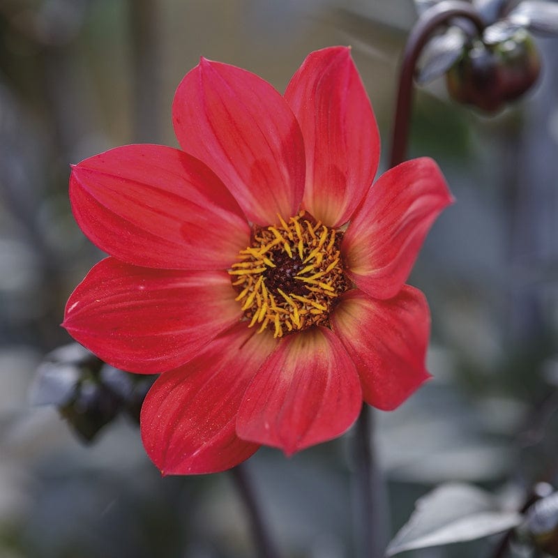 1 tuber Dahlia Happy Single Flame