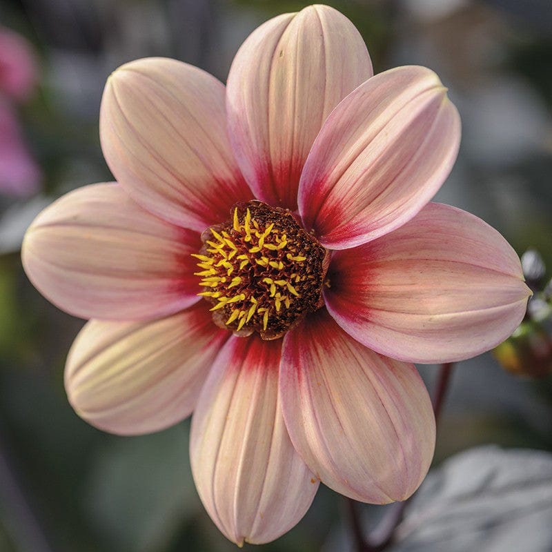 1 tuber Dahlia Happy Single Kiss