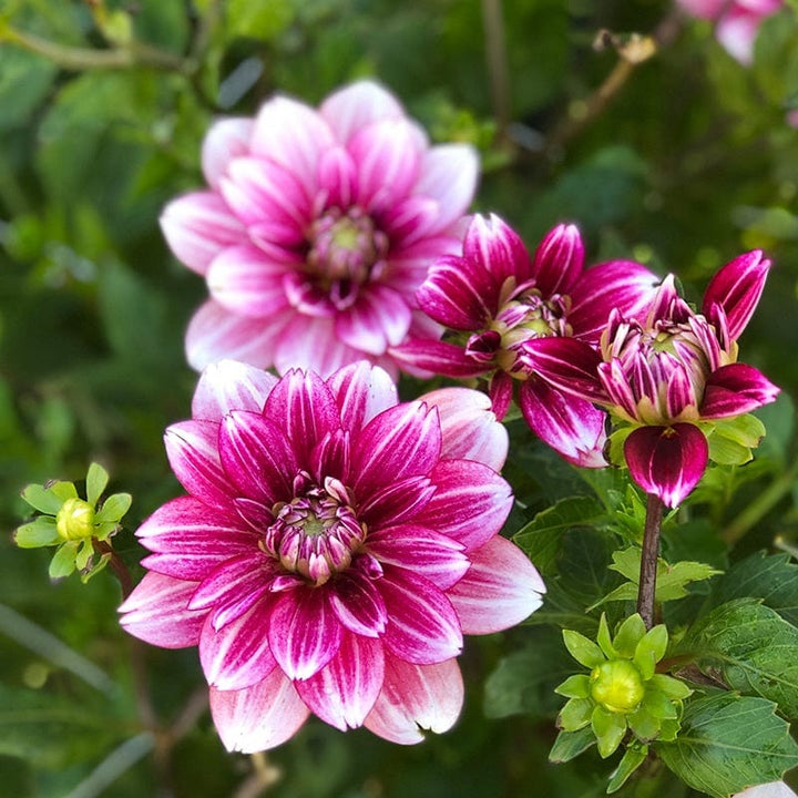 1 tuber Dahlia Hemisphere