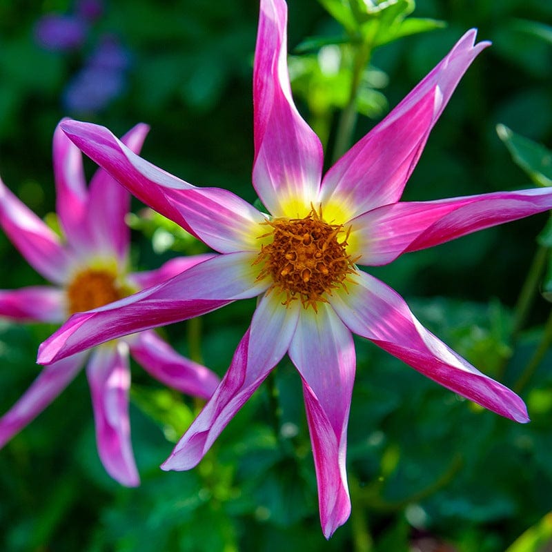 1 tuber Dahlia Honka Pink