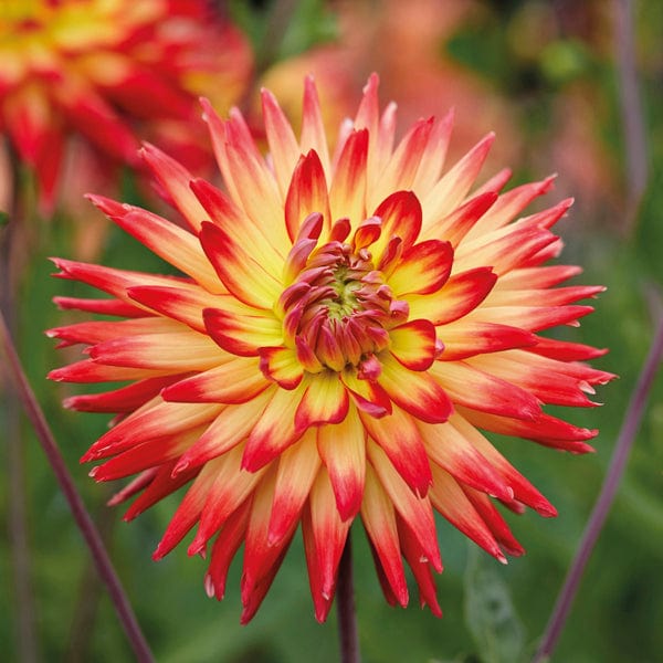 1 Tuber Dahlia Karma Bon Bini