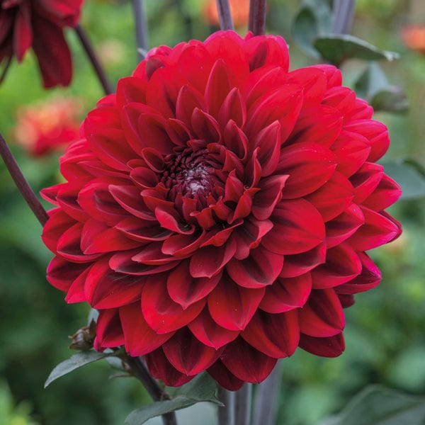 1 tuber Dahlia Karma Chocolate