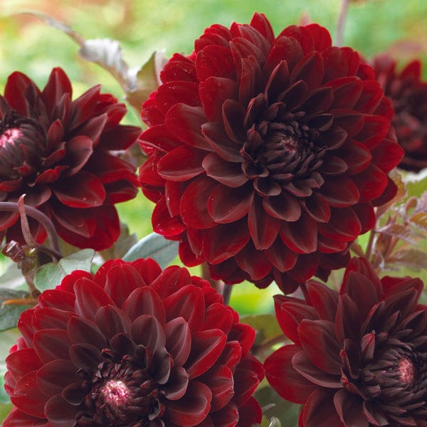 1 tuber Dahlia Karma Chocolate