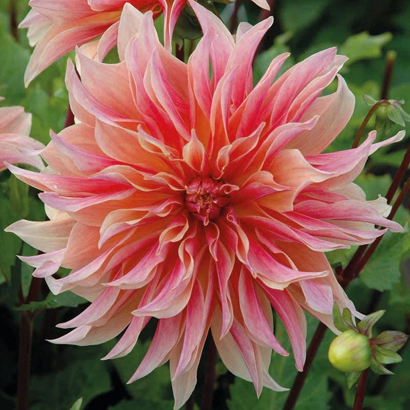 1 tuber Dahlia Labyrinth