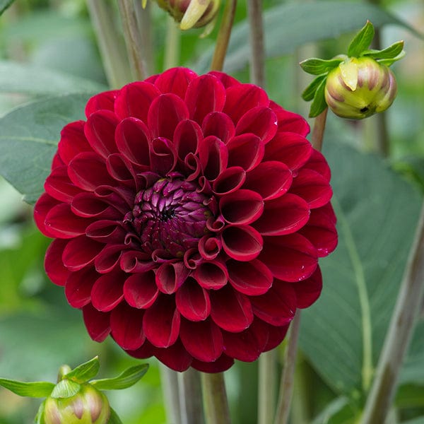 1 tuber Dahlia Maroon Fox