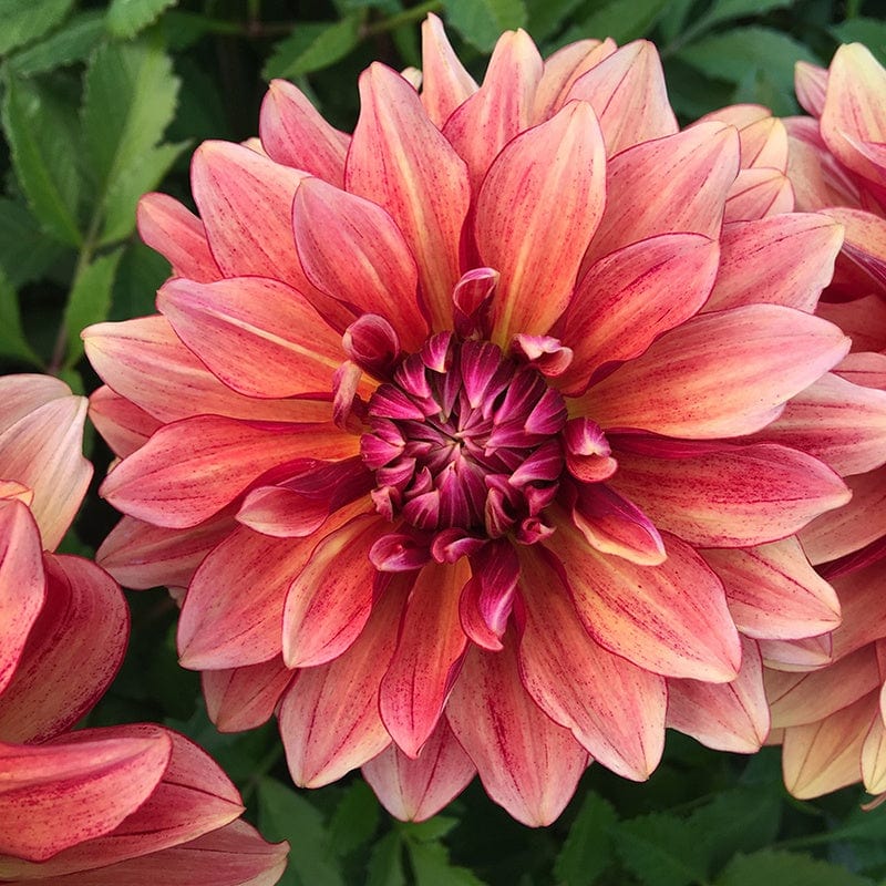 1 tuber Dahlia Miss Brandy