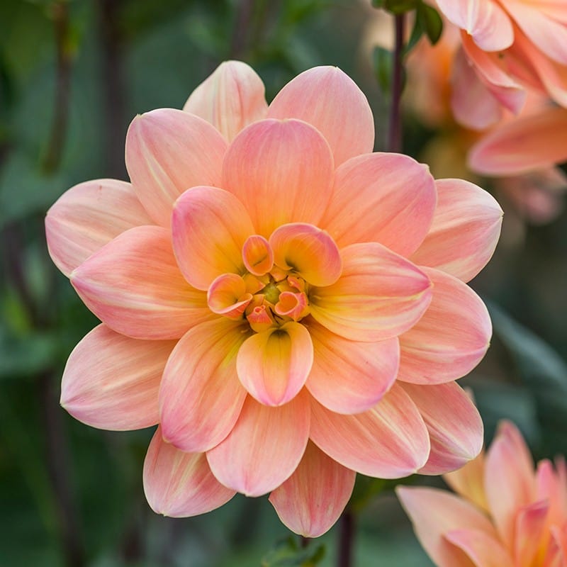 1 tuber Dahlia Mr Frans