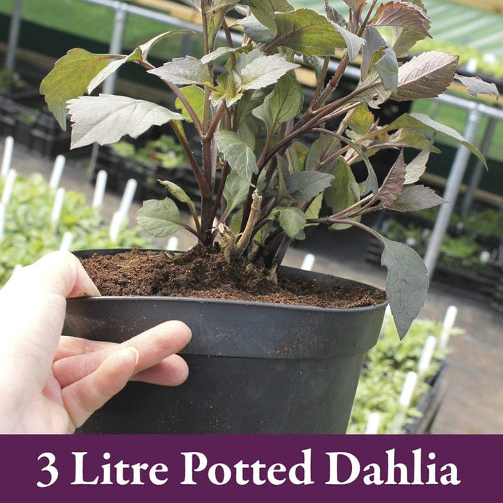 1 tuber Dahlia Nuit d'Ete