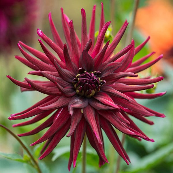 1 tuber Dahlia Nuit d'Ete