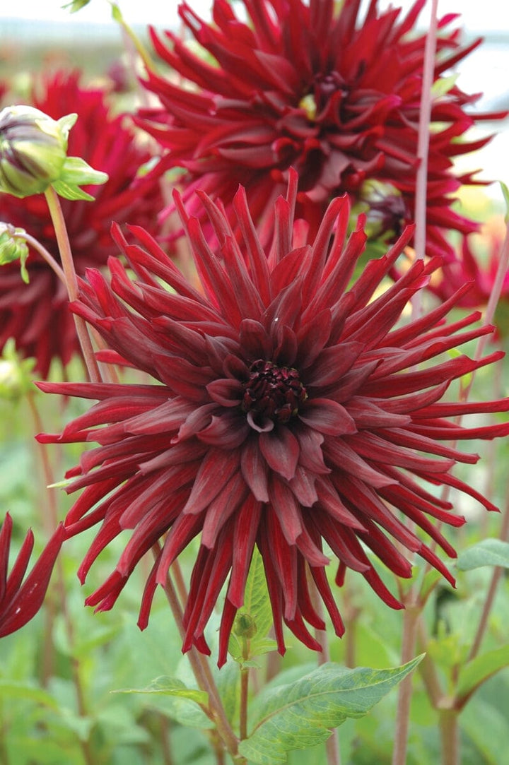 1 tuber Dahlia Nuit d'Ete