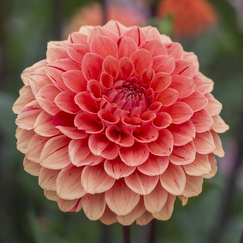 1 tuber Dahlia Orange Cap