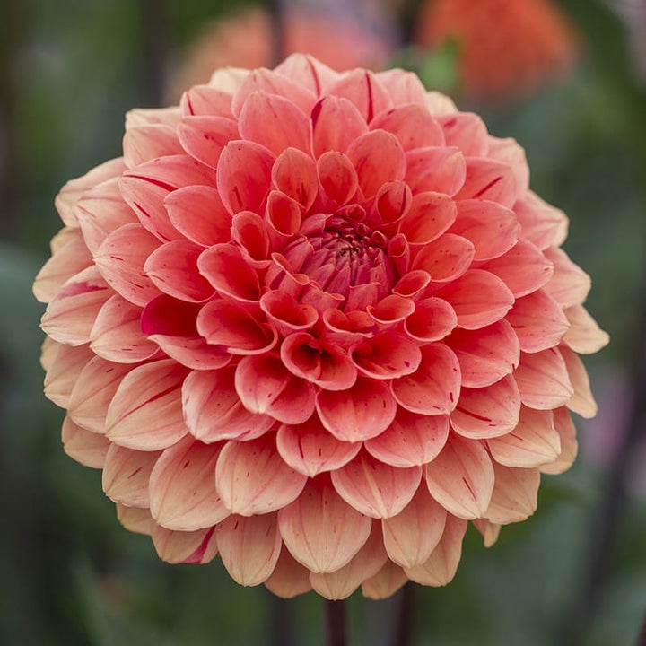 1 tuber Dahlia Orange Cap