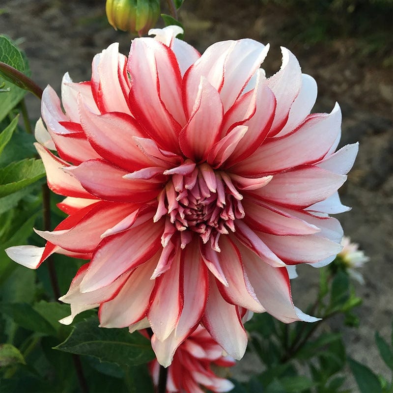 1 tuber Dahlia Penny Lane