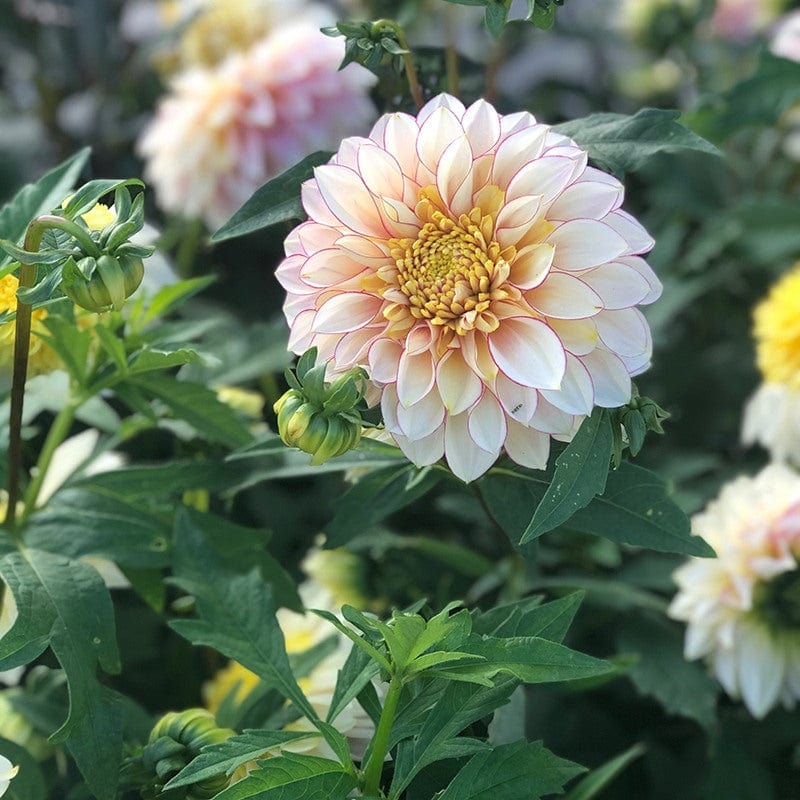 1 tuber Dahlia Polka