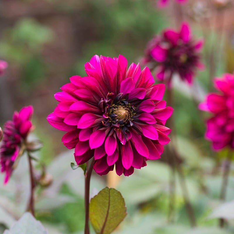 1 tuber Dahlia Purple Haze