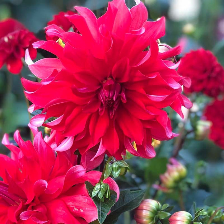 1 tuber Dahlia Red Labyrinth