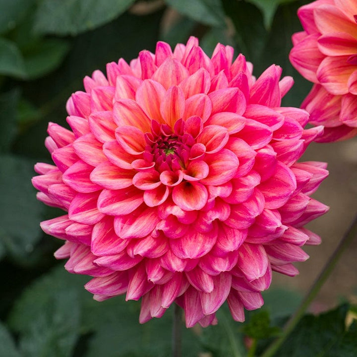 1 tuber Dahlia Salmon Runner