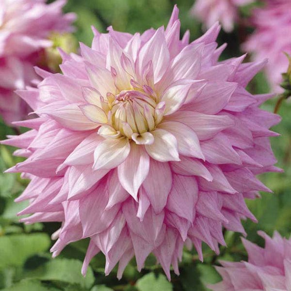 1 tuber Dahlia Sir Alf Ramsey